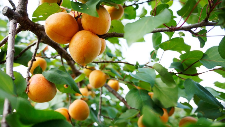 Reife Marillen am Baum, © Steve Haider Reife Marillen am Baum, © Steve Haider