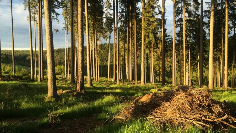 Weinsbergerwald, © Dieter Juster Weinsbergerwald, © Dieter Juster