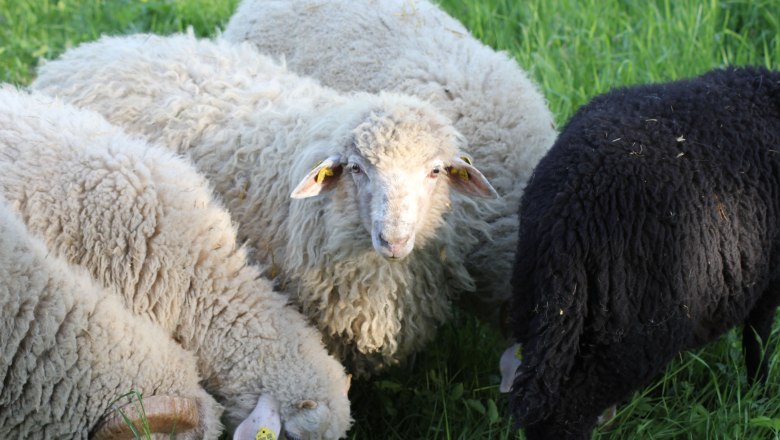 Hof Sonnegg weidende Schafe, © Hof Sonnegg Hof Sonnegg weidende Schafe, © Hof Sonnegg