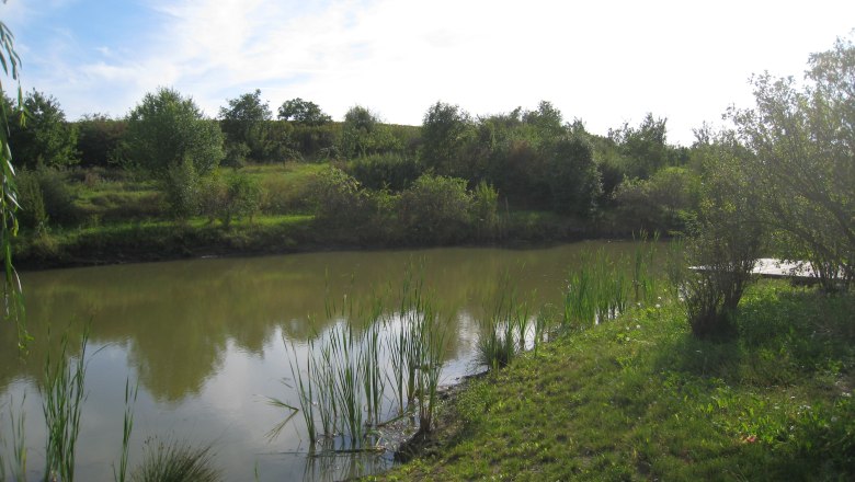 Feuchtbiotop in Nappersdorf, © Marktgemeinde Nappersdorf-Kammersdorf Ein kleiner Teich mit Schilf und Bäumen im Hintergrund unter einem blauen Himmel.