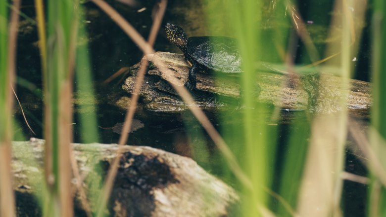 Die Europäische Sumpfschildkröte hat in den Auen östlich von Wien Zuflucht gefunden., © Ian Ehm Die Europäische Sumpfschildkröte hat in den Auen östlich von Wien Zuflucht gefunden., © Ian Ehm