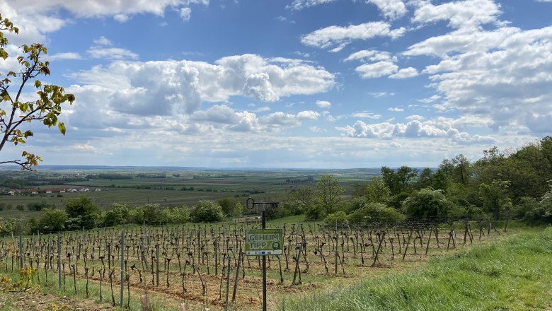 Riede Triftberg, © Weinstraße Weinviertel Weinberg im Weinviertel mit weitem Blick über die Landschaft, blauer Himmel und Wolken.