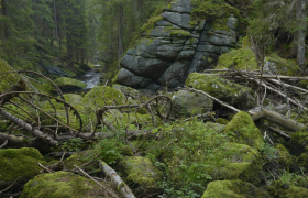 Große Kampschlucht, © Matthias Schickhofee Moosbedeckte Felsen und umgestürzte Bäume in einer bewaldeten Schlucht.