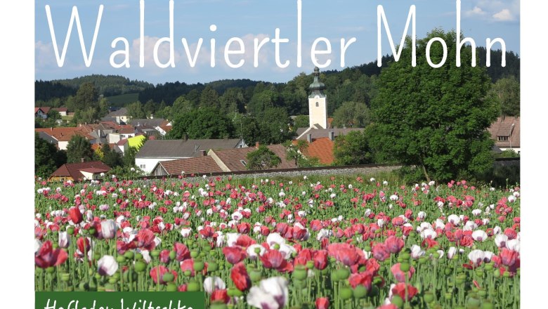 Mohn, © Hofladen Wiltschko Mohn, © Hofladen Wiltschko