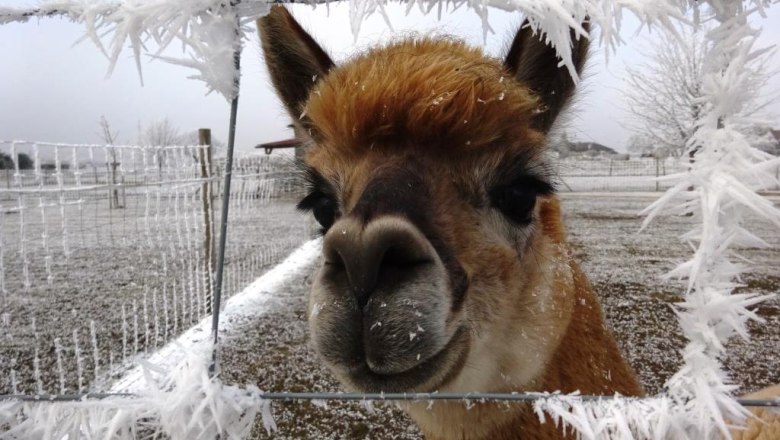 Weinviertel Alpaka, © Weinviertel Alpaka Weinviertel Alpaka, © Weinviertel Alpaka