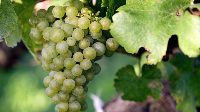 Rebstock mit Traube, © Weinviertel Tourismus / Christine Wurnig Nahaufnahme einer grünen Traube am Rebstock mit grünen Blättern.