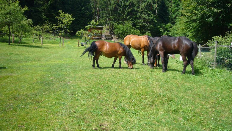 Pferdehof Koppel, © Pferdehof Kurzmann Pferdehof Koppel, © Pferdehof Kurzmann