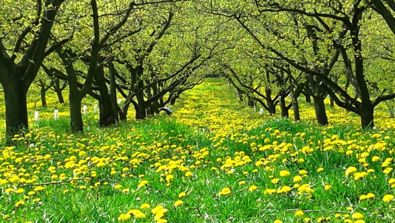 loewenzahn-und-marille, © Landhaus Wachau Ein Obstgarten mit blühenden Löwenzahnblumen und grünen Bäumen.