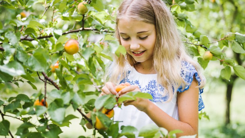 Wachauer Marillen, © NÖW, Stefan Fürtbauer Wachauer Marillen, © NÖW, Stefan Fürtbauer