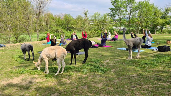 Alpaka meets Yoga, © Nicole Wittmann Alpakas grasen neben Menschen, die im Freien Yoga praktizieren.