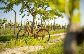 Radfahren im Weinviertel, © Weinviertel Tourismus GmbH / POV / Robert Herbst Ein orangefarbenes Fahrrad lehnt an einem Baum in einem Weinberg bei sonnigem Wetter.