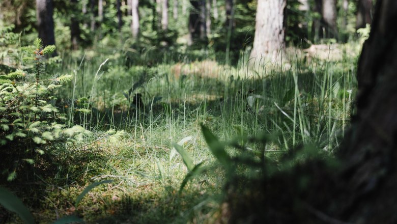 Heilwald Göttweig, © Alexander Pfeffel Photography Ein dichter Wald mit hohem Gras und Bäumen im Sonnenlicht.