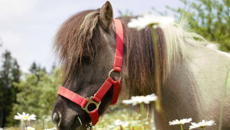 urlaub-beim-almbauer-4, © Almbauer-Familie Wagner urlaub-beim-almbauer-4, © Almbauer-Familie Wagner