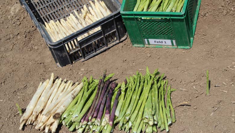 Spargelernte, © Fam. Kleedorfer Spargelernte, © Fam. Kleedorfer