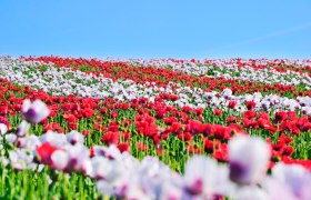 Mohnfeld, © Waldviertel Tourismus, Robert Herbst Mohnfeld, © Waldviertel Tourismus, Robert Herbst