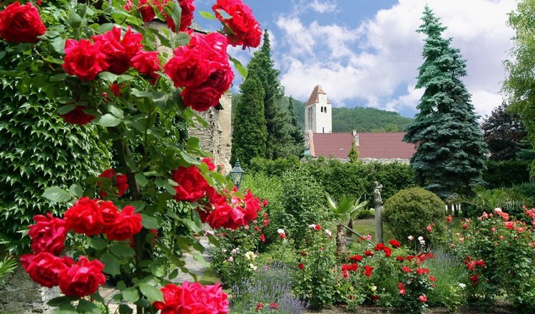 Rosen im Klostergarten, © Hotel Richard Löwenherz Rote Rosen blühen in einem Klostergarten mit einer Kirche im Hintergrund.
