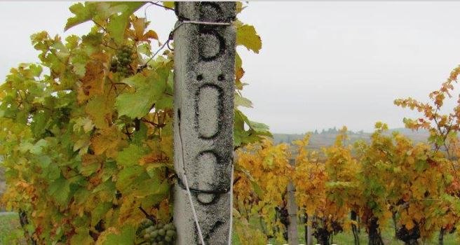 Weingarten, © Weingut Böck Weingarten, © Weingut Böck