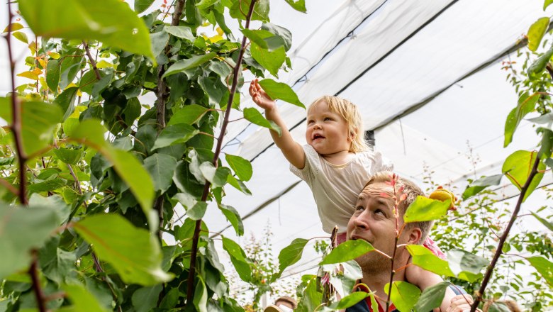 Most Michl, © Most Michl Ein Kind auf den Schultern eines Erwachsenen greift nach Blättern im Obstgarten.