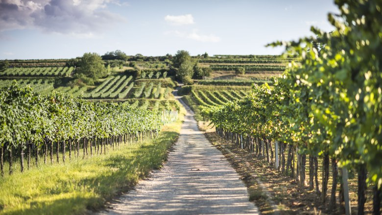 Weingärten rund um Mautern, © Daniela Matejschek Weingärten rund um Mautern, © Daniela Matejschek