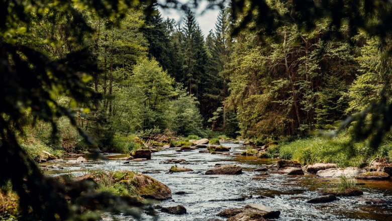 Auf Hundert Wassers Spuren Zwettl, © Österreichs Wanderdörfer, CreativeJungle Ein Fluss fließt durch einen dichten Wald mit grünen Bäumen und Felsen im Wasser.