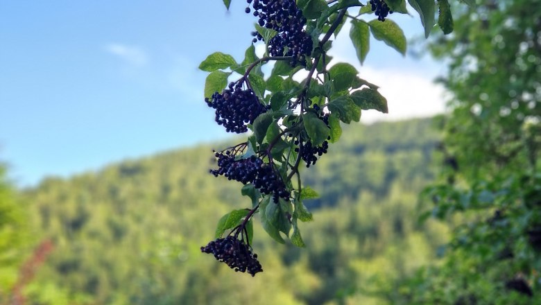 Garten, © Ferienhaus Kräuterhäusl Garten, © Ferienhaus Kräuterhäusl