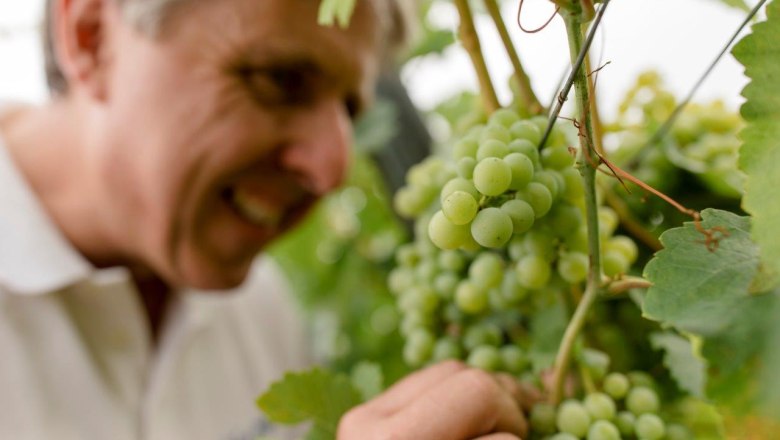 Weingut Herzinger, © schwarz-koenig.at Weingut Herzinger, © schwarz-koenig.at