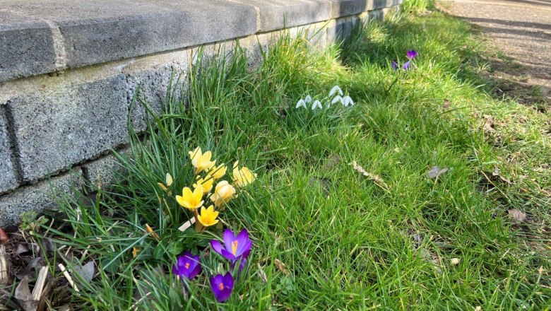 Frühlingsboten, © Landhof Lydia Frühlingsboten, © Landhof Lydia