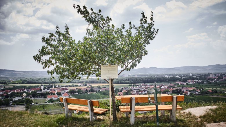 Blick auf Rohrendorf, © Schmankerl & Gast Heiderer Zwei Bänke unter einem Baum mit Blick auf ein Dorf und Hügel im Hintergrund.