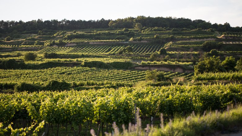 Weingut Eder, © Weingut Eder Weingut Eder, © Weingut Eder