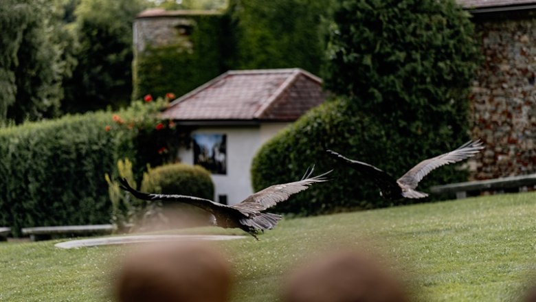 NÖ Falknerei- und Greifvogelzentrum, © Waldviertel Tourismus, Matthias Streibel NÖ Falknerei- und Greifvogelzentrum, © Waldviertel Tourismus, Matthias Streibel