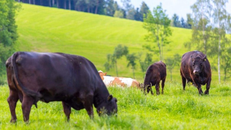Angus-Rinder fühlen sich am Wechsel sehr wohl, © Ofnerhof Angus-Rinder fühlen sich am Wechsel sehr wohl, © Ofnerhof