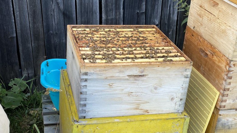 Fleissige Honigbienen, © ALZV - Rudolf Bauer, MBA Fleissige Honigbienen, © ALZV - Rudolf Bauer, MBA