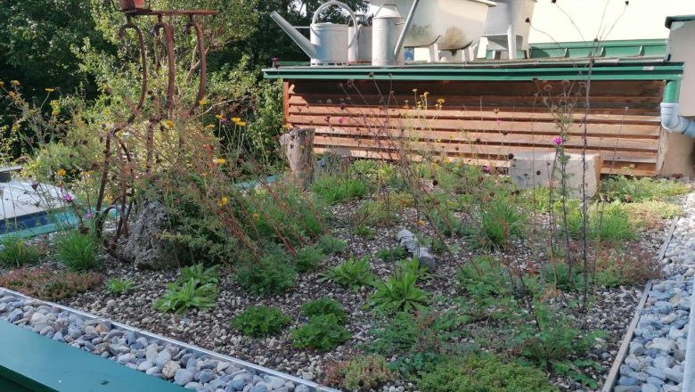 Dachbegrünung unterstützt die Kühlung, © Tina Perina Grünes Dach mit Pflanzen und Kieselsteinen, im Hintergrund Gießkannen und ein Holzschuppen.