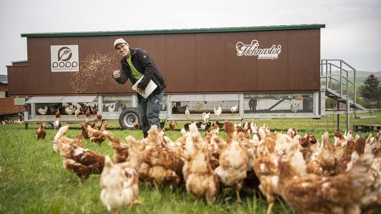 Hühner, © Netzwerk Kulinarik / pov.at Hühner, © Netzwerk Kulinarik / pov.at