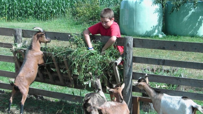 strassbauer_lothspieler_ziegenfuetterung, © Lothspieler strassbauer_lothspieler_ziegenfuetterung, © Lothspieler