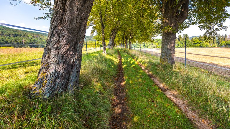 Gemütliche Spazierwege rund um Willendorf, © Wiener Alpen, Christian Kremsl Ein schmaler, grasbewachsener Weg führt durch eine Allee von Bäumen, neben einem Feld, unter einem blauen Himmel.