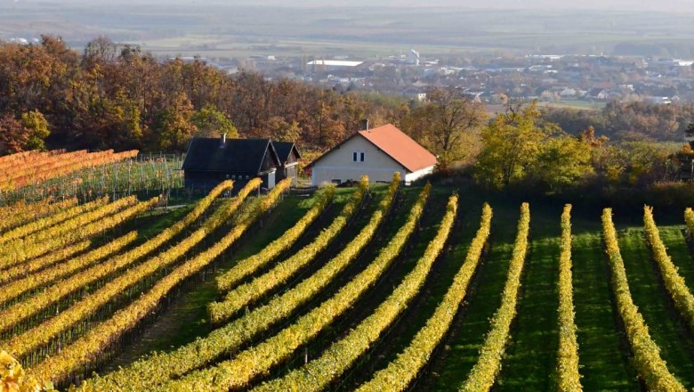Altenberg Ausblick, © Cornelia Wurst Weinberge mit gelben Blättern und einem kleinen Haus im Hintergrund.