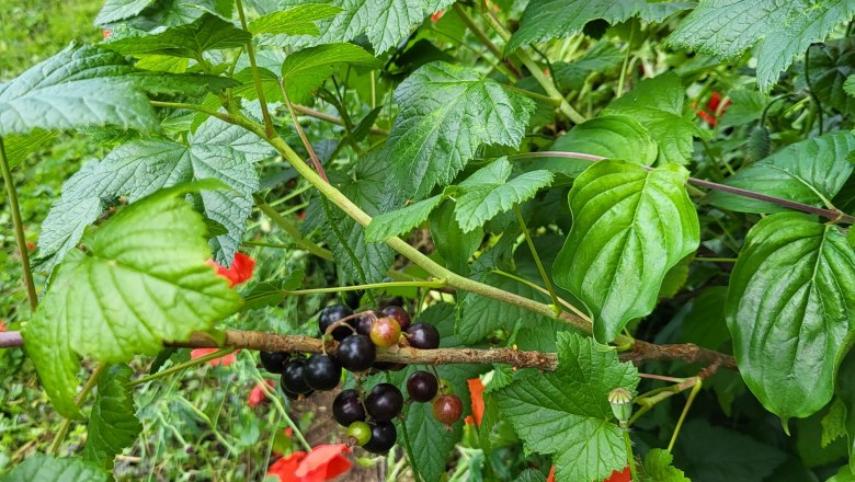 Johannisbeere, © LUNA Frauenprojekt Schwarze Johannisbeeren an einem Strauch mit grünen Blättern, umgeben von roten Blumen im Garten.