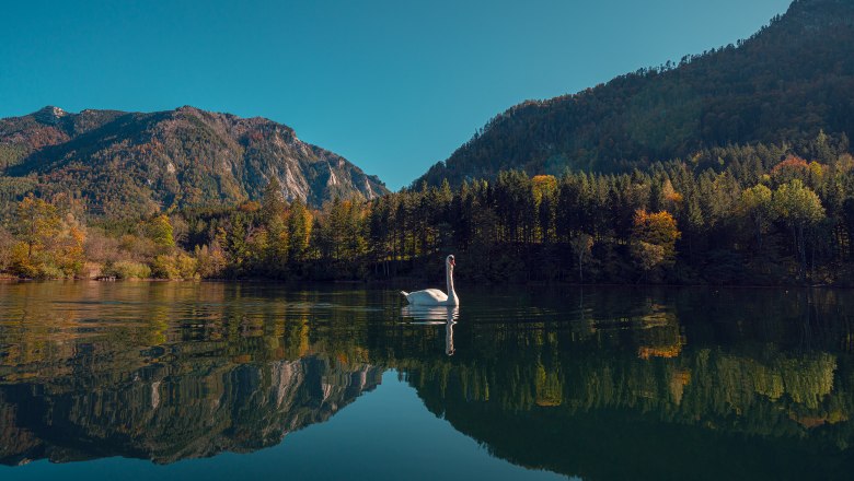 Mit Blick auf den einzigen Natursee Niederösterreichs, © Schlosstaverne Lunz/Martin Stellnberger Ein Schwan schwimmt auf einem ruhigen See, umgeben von bewaldeten Bergen unter klarem Himmel.