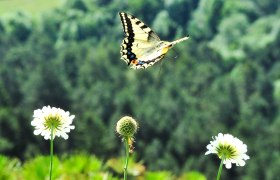 Naturpark Sierningtal-Flatzerwand, © Naturparke Niederösterreich/POV Ein farbenfroher Schmetterling schwebt über den blühenden Wiesen, während die sanften Hügel im Hintergrund eine malerische Kulisse bieten. Die frische Luft und die lebendige Natur laden dazu ein, die Schönheit des Augenblicks zu genießen und die Seele baumeln zu lassen.