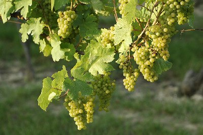 preview_wag_weinlehrpfadkoenigsbrunn_cjosefstefan_287da95060, © josefstefan preview_wag_weinlehrpfadkoenigsbrunn_cjosefstefan_287da95060, © josefstefan