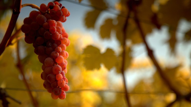 Zierfandler, © Stefan Österreicher Zierfandler, © Stefan Österreicher