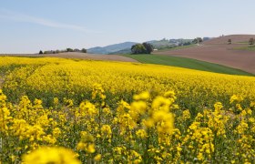 WAB - Etappe 4: Wiesmath - Kirchschlag, © Wiener Alpen in Niederösterreich Tourismus GmbH, Foto Franz Zwickl WAB - Etappe 4: Wiesmath - Kirchschlag, © Wiener Alpen in Niederösterreich Tourismus GmbH, Foto Franz Zwickl