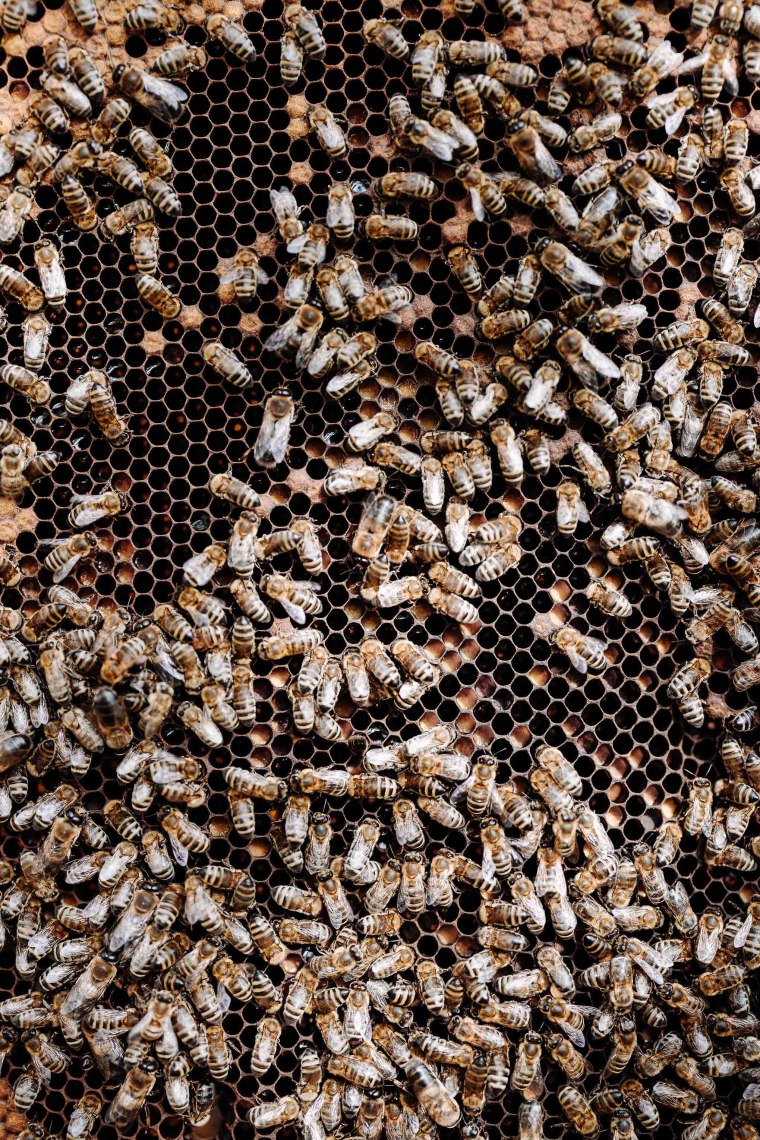 8 Millionen Mitarbeiterinnen, © Niederösterreich Werbung/Mara Hohla Bienenschwarm