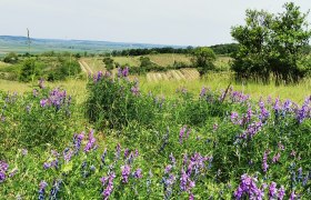 Auf der Reithen, © Weinstraße Weinviertel Blühende Wiese mit lila Blumen im Vordergrund, Weinberge und Felder im Hintergrund.