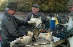 Fürstenberg Fisch, © Florian Kainz/Archiv Aqua Fürstenberg Fisch, © Florian Kainz/Archiv Aqua