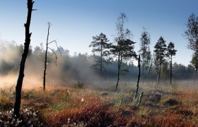 Nebelstimmung im Heidenreichsteiner Moor, © Wolfgang Dolak Nebel im Heidenreichsteiner Moor mit Bäumen und Gras im Vordergrund.