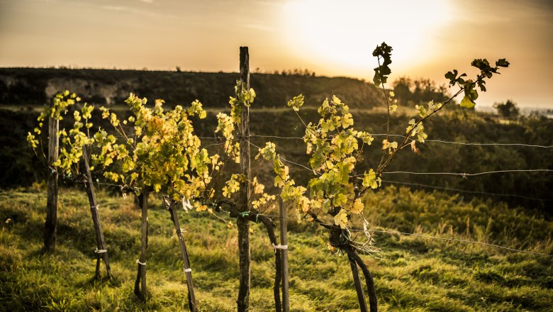 Herbstlandschaft_uneingeschränktes Nutzungsrecht-© (1), © Robert Herbst Weinreben im Sonnenuntergang auf einem Hügel.