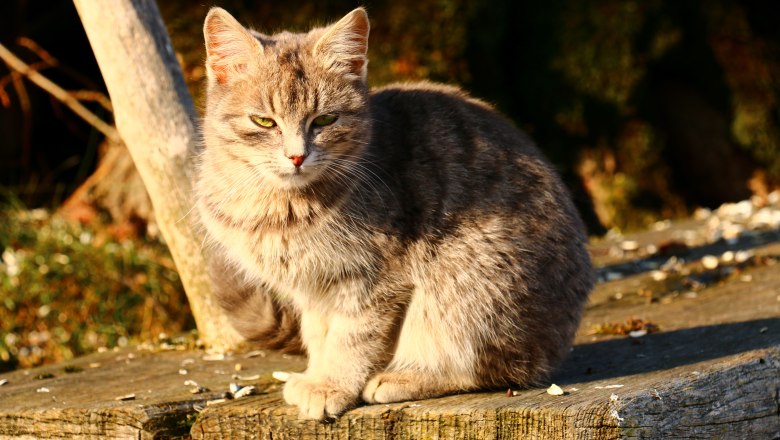 urlaub-beim-almbauer-11, © Almbauer-Familie Wagner urlaub-beim-almbauer-11, © Almbauer-Familie Wagner