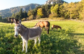 Payerbach Waldburgangerhütte, © ©Wiener Alpen, Foto: Andreas Kranzmayer Payerbach Waldburgangerhütte, © ©Wiener Alpen, Foto: Andreas Kranzmayer